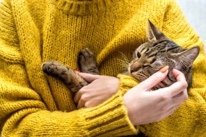 Portret van een kat in de handen van de eigenaar. Teken bij katten